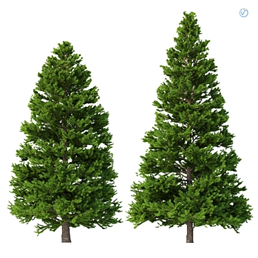 Norway Spruce Set - Realistic 3D Tree Models 3D model image 1 