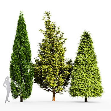 Cone Cypress Rocky Mountain: 6.2m Height 3D model image 1 