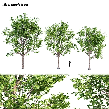Silver Maple Trees Collection - Vol. 34: Stunning PBR Models 3D model image 1 