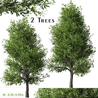 Pair of Lovely Callery Pear Trees 3D model image 1 