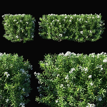 Nerium Oleander Tree: Lifelike Beauty for Your Space 3D model image 1 