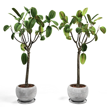 Elastic Ficus Set 3D model image 1 