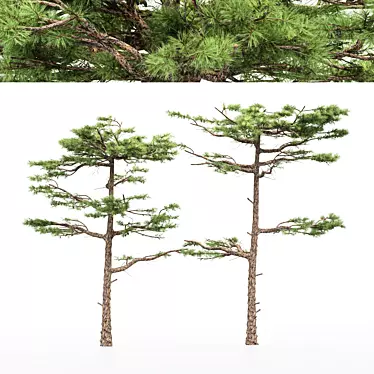 Dual Huangshan Pine Trees 3D model image 1 