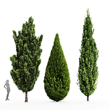 Mediterranean Cypress Collection - 3 Tall Models 3D model image 1 