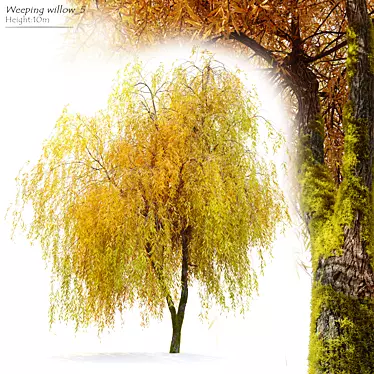 Willow Weeping Tree, Height 10m 3D model image 1 