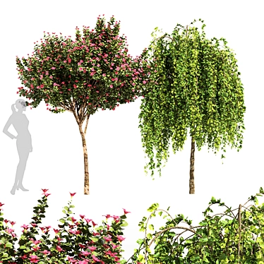 Fragrant Orchid Tree: Weeping Mulberry - 3D Model 3D model image 1 