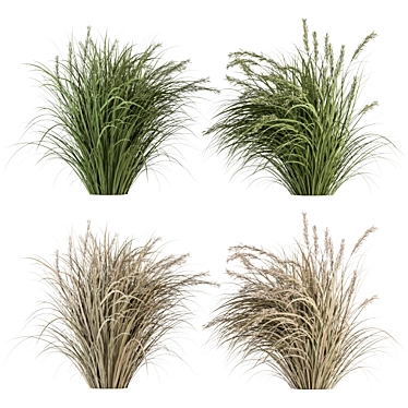 Pampas Bush Set: 42 Fresh & Dried 3D model image 1 