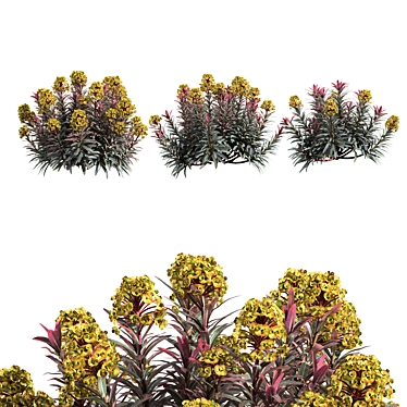 Sleek Euphorbia Blackbird Plant 3D model image 1 