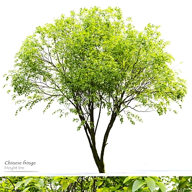 Exotic Chinese Fringe Tree 3D model image 1 