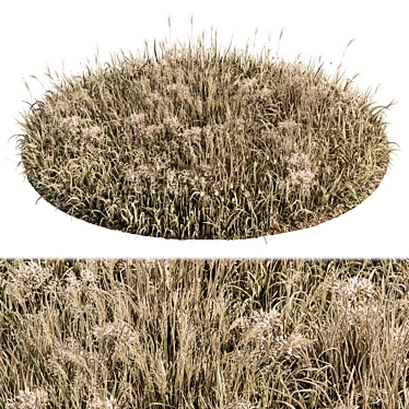 Natural Wheat Grass Dried & Scatter-ready 3D model image 1 