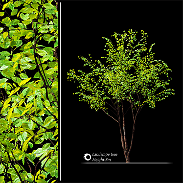3m Tree Corona Render: High-Quality 3D Model 3D model image 1 