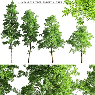 Eucalyptus Forest Pack - CG Trees for V-Ray 3D model image 1 