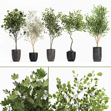 Olive Tree, Ginkgo Biloba & More: 1050-Piece Decorative Plant Collection 3D model image 1 