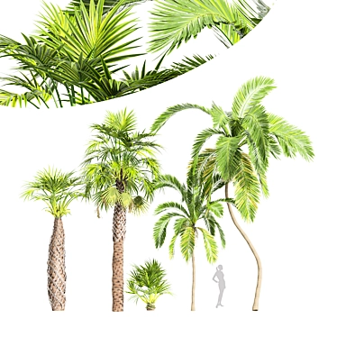 Tall Palm Trees - High-Quality 3D Models 3D model image 1 