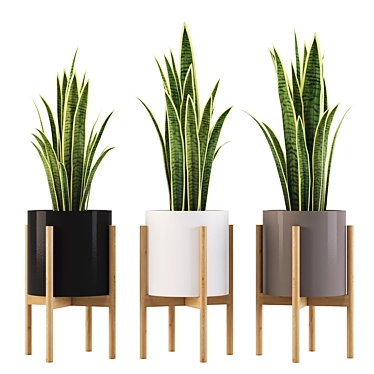 Elegant Sansevieria Indoor Plant 3D model image 1 