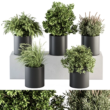 305 Indoor Plant Set: Small Pot 3D model image 1 