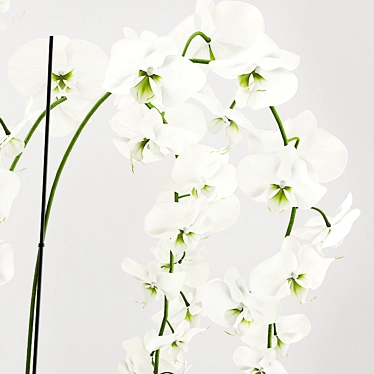Elegant Orchid Arrangement: 3D Model 3D model image 1 