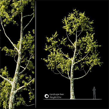 2014 Landscape Tree - 12m Height, Corona Render 3D model image 1 