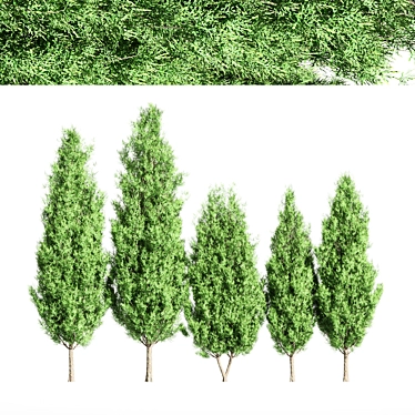 Italian Cypress Tree Set 3D model image 1 