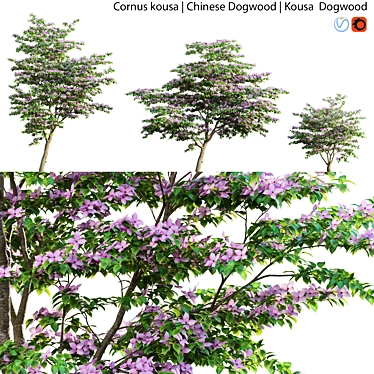 Kousa Dogwood - Stunning 3D Model 3D model image 1 