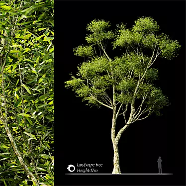 2014 Landscape Tree: Corona Render, 17m Height 3D model image 1 