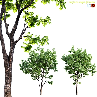 Walnut Tree 3D Model Bundle 3D model image 1 