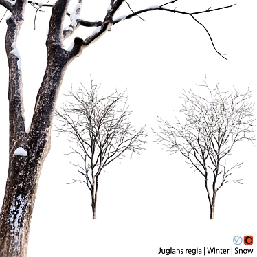 Winter-Ready Juglans Regia: Stunning 3D Models 3D model image 1 