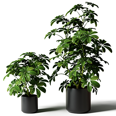 Black Pot Schefflera: Greenery for Any Space 3D model image 1 