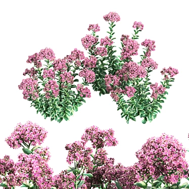 Autumn Charm Sedum: Vibrant and Hardy Perennial 3D model image 1 