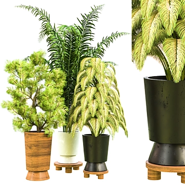 Indoor Plant Vol 11: Stunning Botanical Beauty 3D model image 1 