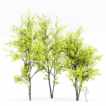Real Tree Spring: High-Quality 3D Models 3D model image 1 