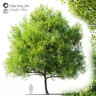  Majestic Oak Tree - 13m Height 3D model image 1 