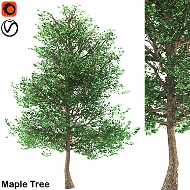 Traditional Maple Tree 3D model image 1 
