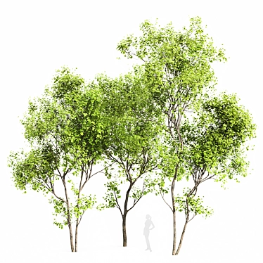 Real Tree Summer Accent 3D model image 1 