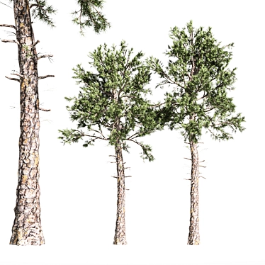 Italian Stone Pine Tree Duo - 12.9m & 13.1m 3D model image 1 