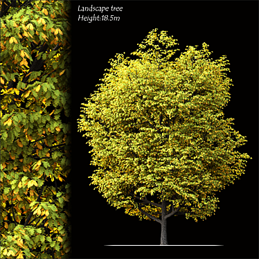 2014 Land scape tree - 18.5m Tall, High-Quality 3D Model 3D model image 1 