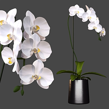 Elegant White Orchid: Pot of Delicate Beauty 3D model image 1 