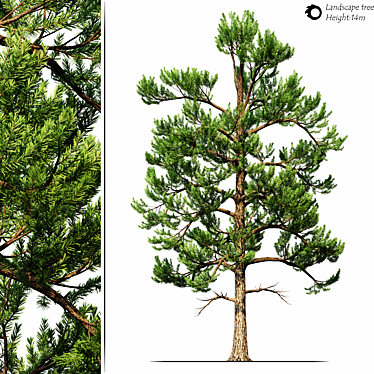  Majestic 2014 Landscape Tree 3D model image 1 