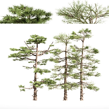 Three Huangshan Pine Trees 3D model image 1 