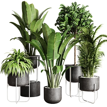 143 Indoor Plants Collection: Ravenala Ficus, Rubbery Palm Stand & Concrete Vase 3D model image 1 