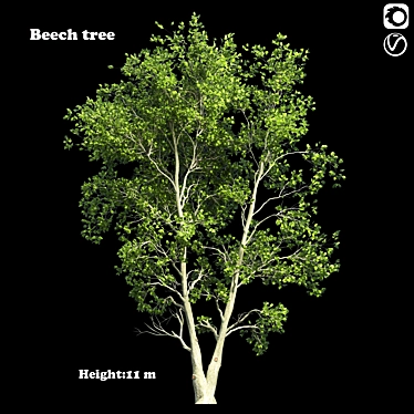 Tall Beech Tree: 11.57m Height 3D model image 1 