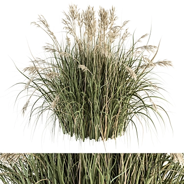 Pampas Bush Set - Perfect for Landscaping 3D model image 1 