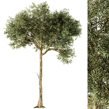 Evergreen Green Needle Tree Set 3D model image 1 