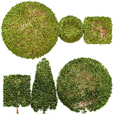 Tropical Plant Bush Set 3D model image 1 