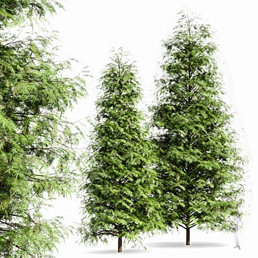 Real Tree: Metasequoia Glyptostroboides 3D model image 1 