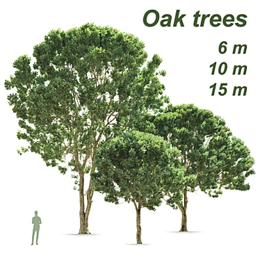 Opulent Oak Trees: 6-10-15m 3D model image 1 