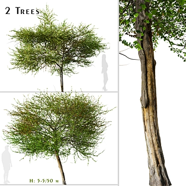 English Hawthorn Tree Set (2 Trees) - Beautiful, Hardy, Deciduous 3D model image 1 