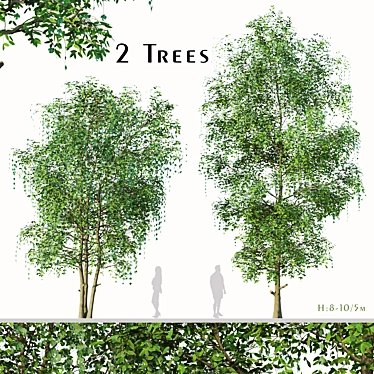 Sweet Tea Trees (2 pcs) 3D model image 1 