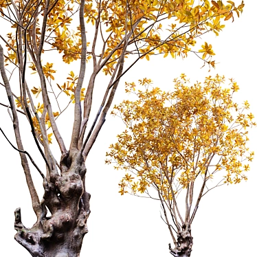 Autumn Barringtonia Acutangula 3D Models 3D model image 1 