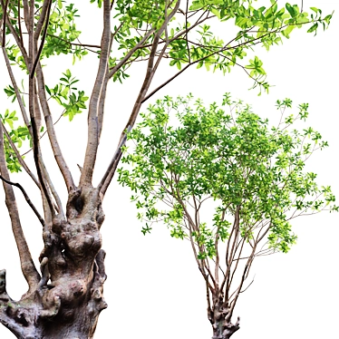 Green Barringtonia Tree Model 3D model image 1 